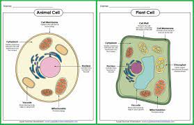 Pin By Carmen Berdasco On Adn Animal Cell Plant Cells Worksheet Plant And Animal Cells