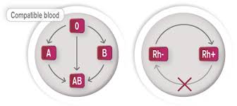Here is the dayz game blood chart guide on youtube below. The Blood Typing Game About Blood Groups Blood Typing And Blood Transfusions