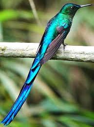 Blue Birds With Long Tail Feathers Pin On Colibris