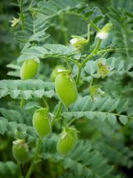 Germination will take 7 to 10 days, depending on soil temperature and moisture. Chickpea Principe Seeds 2 85 From Chiltern Seeds Chiltern Seeds Secure Online Seed Catalogue And Shop