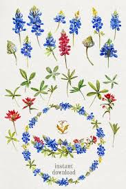 Watercolor Flowers Bluebonnet Clipart Clipart Flowers Etsy In 2020 Watercolor Flowers Blue Bonnets Flower Clipart