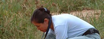 Image result for Emilia pseudactis