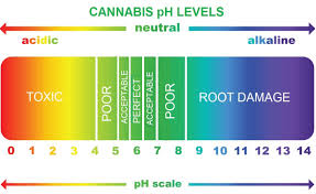 Cannabis Ph Chart Guide Autoflower Seed Shop