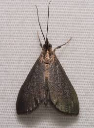 Image result for Cydia microgrammana