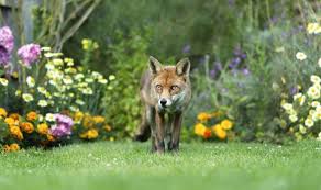 Welded wire meshes or hardware cloth should be placed on the bottom so that these animals can't tear through it with their teeth. How To Keep Foxes Out Of The Garden 5 Quick And Easy Deterrents To Keep Foxes Away Express Co Uk
