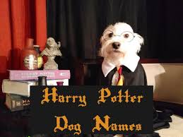 A patronus is your guardian, your spirit animal, and a complex charm that any good witch or wizard needs to keep the dementors away. The Ultimate List Of Harry Potter Dog Names Pethelpful By Fellow Animal Lovers And Experts
