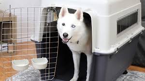 We cannot accept responsibility for any transaction between puppy. Recommended Dog Kennels Near Me Off 65 Www Usushimd Com