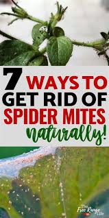 How do you kill spider mites on marijuana? How To Kill Clover Mites Shefalitayal