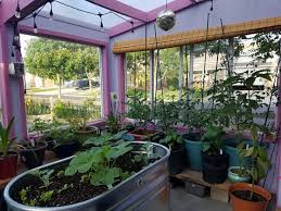 Maybe you would like to learn more about one of these? Year Round Greenhouse Planting Calendar Ceres Greenhouse
