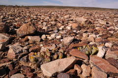 Image result for Prismatocarpus cordifolius