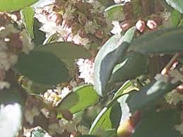 Image result for Myrsine africana