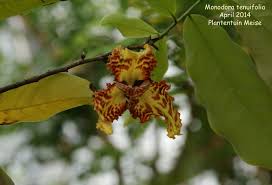 Image result for Monodora