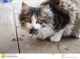 souris et le chat ile ilgili g&ouml;rsel sonucu