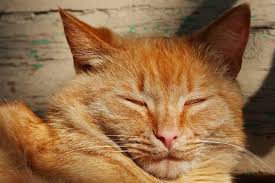 What 39 S The Difference Between A Cat Slow Blink And A Regular Blink How Do You Get Your Cat To Slow Blink At You A Cat Behavior Unique Cats Funny Cat Memes