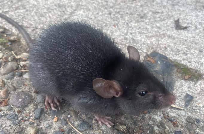 10 Ways to Get Rid of Rats without Killing Them — Pest & Pollinator