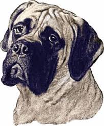 5 out of 5 stars (1,605) $ 18.99 free shipping only 1 available and it's in 1 person's cart. Neapolitan Mastiff Graphics And Animated Gifs Mastiffs English Mastiff Mastiff Puppies