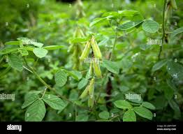 Image result for Crotalaria comosa