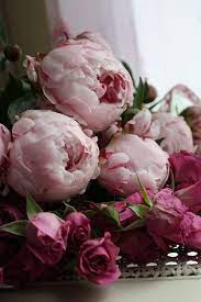 The Spanish Dahlia Beautiful Flowers Pretty Flowers Flowers