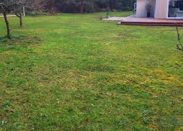 Ebay.com has been visited by 1m+ users in the past month Moss Control In Your Lawn Lawntech