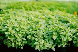 In pots indoors or on outdoor tables; 14 Amazing Indoor And Outdoor Plants That Repel Flies Naturally