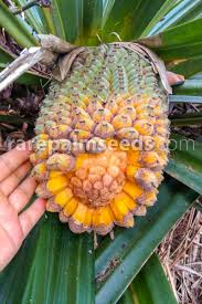 Image result for Pandanus sp. B