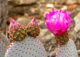 Quail mountain addition to joshua tree national park. Beavertail Cactus Explorumentary
