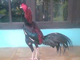 Gaya main ayam bangkok hadapi ayam birma, hobby ternak ayam birma ori. Tekhnik Tarung Ayam Bangkok Blog