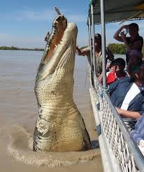 A Monster 5 5m Saltwater Croc Named Brutus Gave A Boatload Of Tourists A Moment They Will Never Forget South Of Darwi Giant Animals Saltwater Crocodile Animals