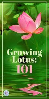 Growing Lotus 101 Container Water Gardens In 2020 Aquatic Plants Plants Lotus Plant