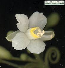 Image result for Cardiospermum halicacabum