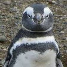 Stream Mohamed Tahir Patel music