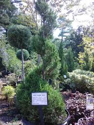 Image result for spiral cut juniper trees