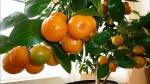 The skin is sweet so it balances out the sourness of the fruit. Calamondin Orange Update Best Indoor Citrus Plant Miniature Orange Part 2 Youtube
