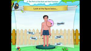 We share the following free pdf worksheet. Learn Grade 1 Science The Parts Of The Body And Their Functions Youtube