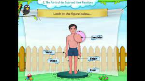 We share the following free pdf worksheet. Learn Grade 1 Science The Parts Of The Body And Their Functions Youtube