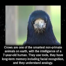 19 Facts To Fill Your Brain Crow Crow Facts Animal Facts