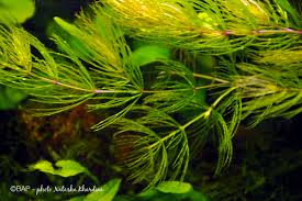 Image result for Anagallis tenuicaulis