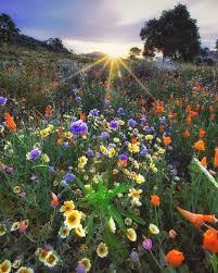 Flowers grown in lompoc are actually sold in the gilboa iris nature reserve is known for its deep purple gilboa irises, which bloom in early spring and are only found in a couple other locations. Spring Bloom In Northern California Photo By Vincentjamesphotography Explore Share Inspire Earthroulette Nature Spring Blooms Beautiful Nature
