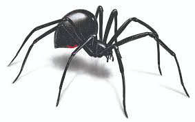 Continuous one line drawing hands holding heart on white background black thin line of hand with heart image vector. Black Widow Spider 3d Free Image Download