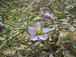 Image result for Fagonia sinaica