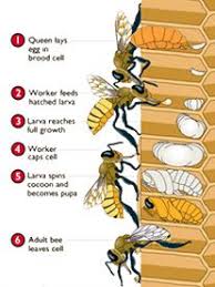 7 Life Cycle Of A Honeybee 3 Part Cards And Life Cycle