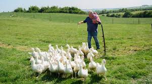 Clarkson's Farm season 5 release date and first photos revealed - Farmers  Guide