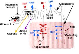 Pin By Case On Physiology Renal Renal Physiology Loop Of Henle