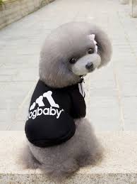 fashion autumn winter cotton pet dog jacket sweater clothes hoodie coat in 2021 small dog coats puppy clothes dog winter clothes