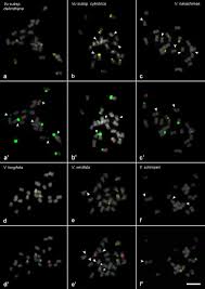 Image result for Vigna kirkii