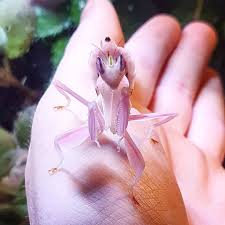 Steph Ackerley On Instagram My Sassy Little Alien Orchidmantis Prayingmantis Plantlove Pl Amazing Animal Pictures Orchid Mantis Praying Mantis