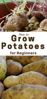 Sweet potatoes come in two forms: Growing Potatoes Everything You Need To Know Growing Potatoes Potato Gardening Planting Potatoes