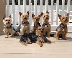 Get free georgia yorkie now and use georgia yorkie immediately to get % off or $ off or free shipping. Teacup Yorkie Adoption Near Me Cheap Buy Online