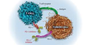Image result for Immune Checkpoint Inhibitor