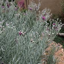 Image result for Vernonia sutherlandii